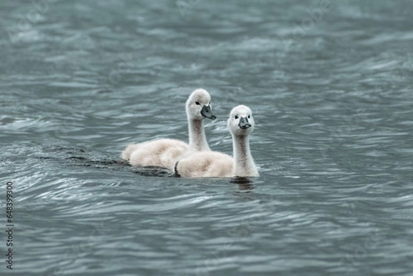 Obraz 2 bébés cygne sur l'eau