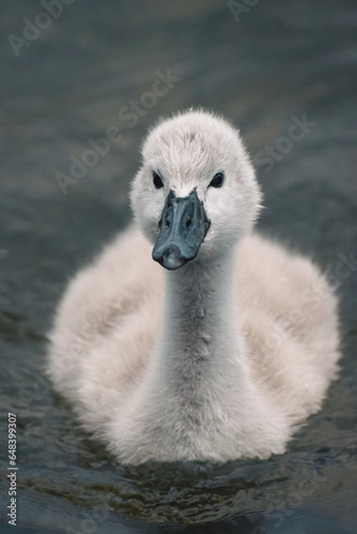 Obraz Bébé cygne curieux sur l'eau