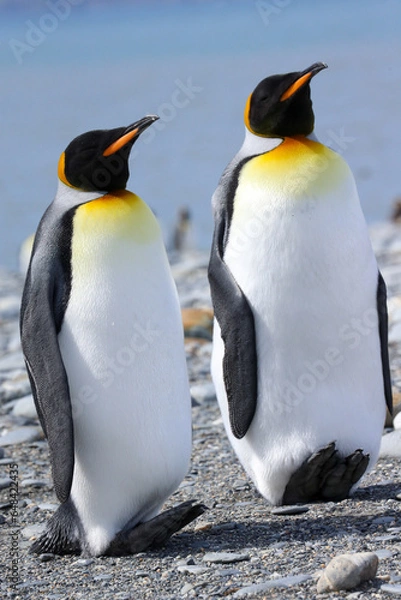Obraz king penguin colony