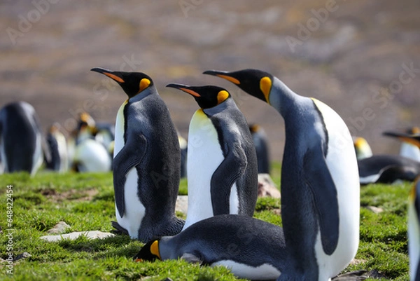 Obraz king penguin colony