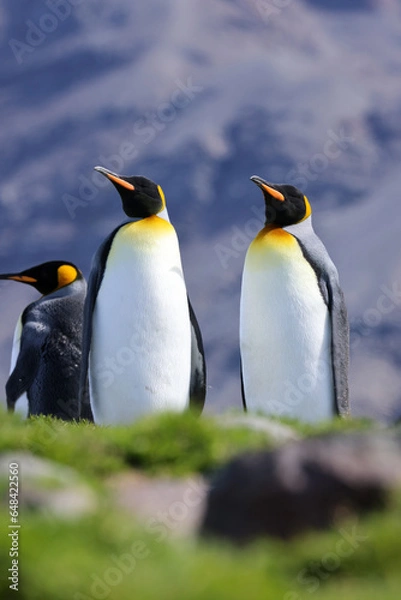 Obraz king penguin colony