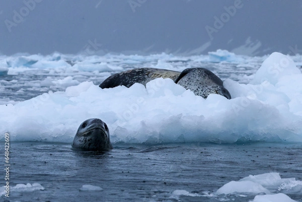 Obraz Leopard seals in Antarctica
