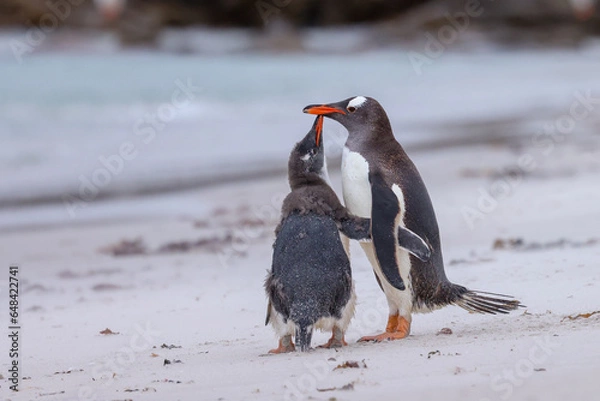 Obraz penguin on the beach, gentoo chick