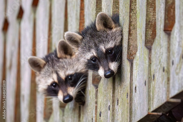 Fototapeta Two raccoons looking through the railing of a wooden hut
