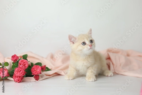 Obraz British shorthair cream  yang cat. Kitten with pink flowers