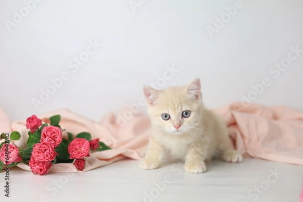 Fototapeta British shorthair cream  yang cat. Kitten with pink flowers