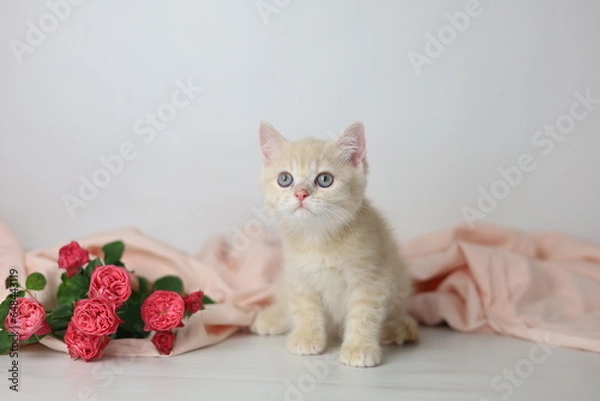 Fototapeta British shorthair cream  yang cat. Kitten with pink flowers