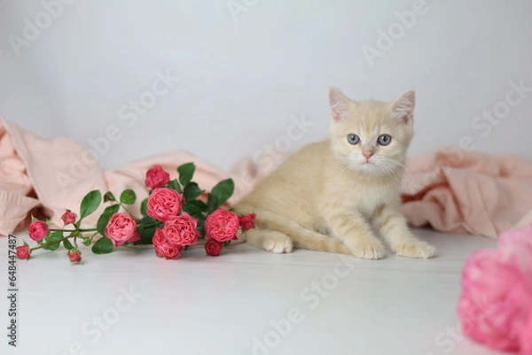 Fototapeta British shorthair cream  yang cat. Kitten with pink flowers