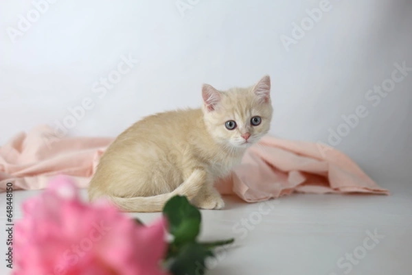 Obraz British shorthair cream  yang cat. Kitten with pink flowers