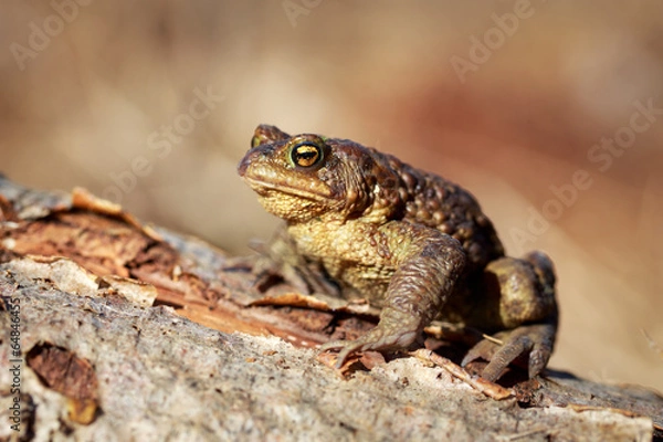 Fototapeta spring brown frog