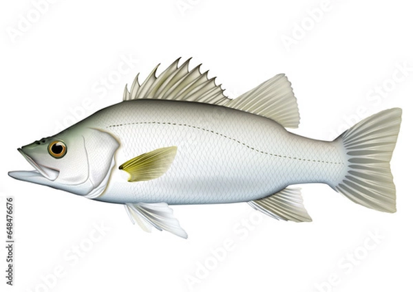 Obraz スズキ　イラスト　(ヒラスズキ)