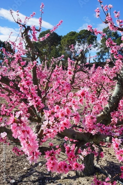 Obraz Árbol de albaricoque en flor