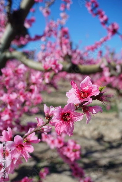 Obraz Árbol de albaricoque en flor