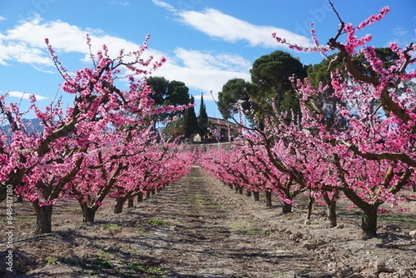 Obraz Árbol de albaricoque en flor