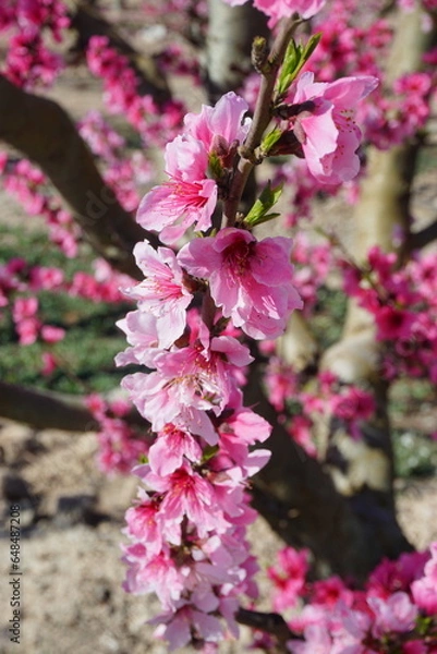 Obraz Árbol de albaricoque en flor