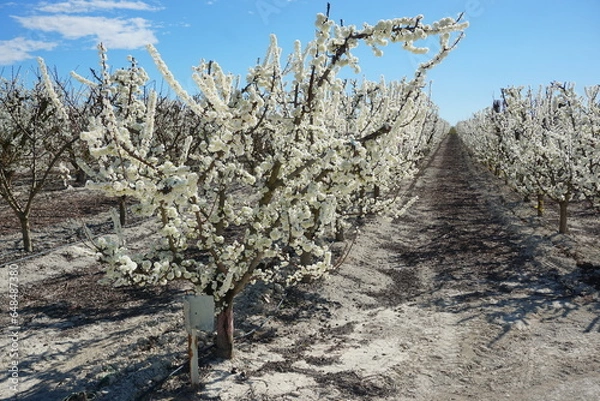 Obraz Árbol de albaricoque en flor
