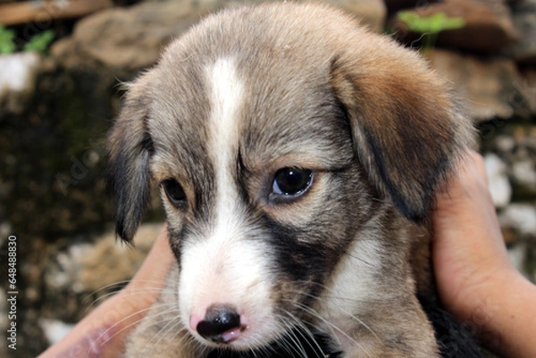 Fototapeta a cute puppy