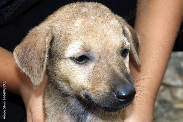 Fototapeta a cute puppy