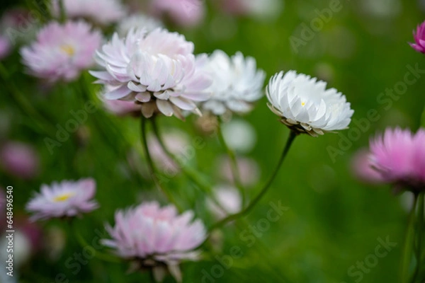 Fototapeta Paper daisy, Rhodanthe Asteraceae, sunray or pink paper daisy a genus Australian plant, Spring background of Australian pink and white everlasting daisies, strawflowers and paper daisies