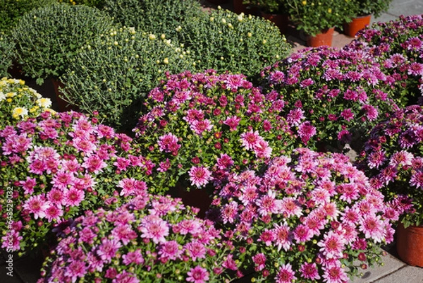 Obraz Colorful flowers and trees in pots on sale on the autumn farmers' street market Novi Sad Serbia