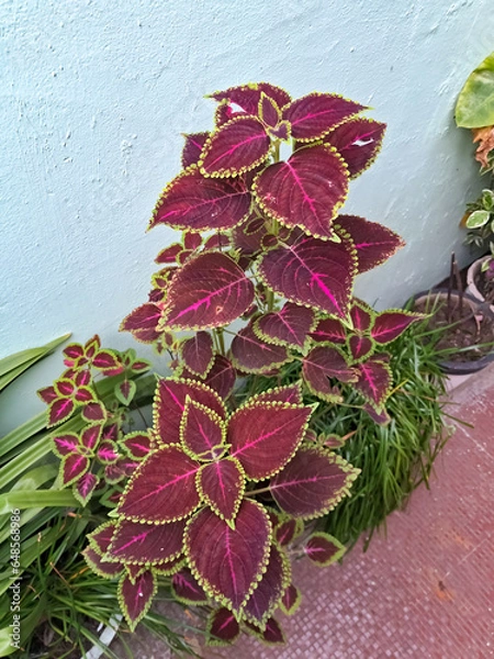 Fototapeta Coleus plant 