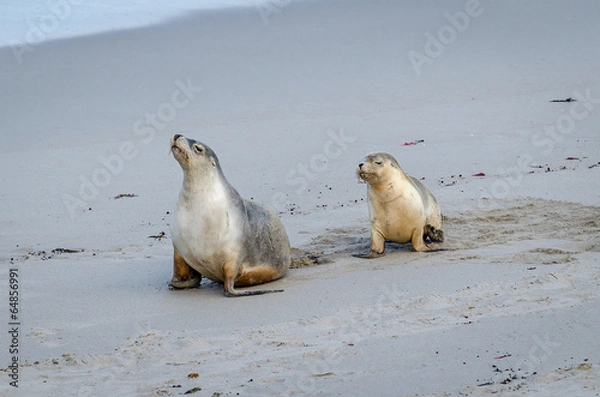 Fototapeta Sea Lion Mum & Pup