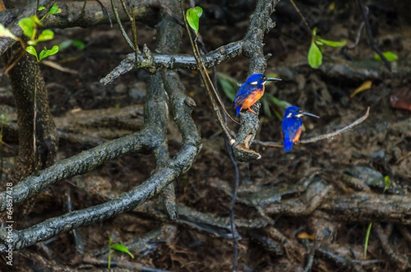 Obraz Azure Kingfisher