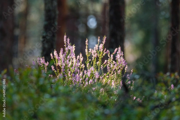 Fototapeta sunny forest in summer with tree trunks and sun rays