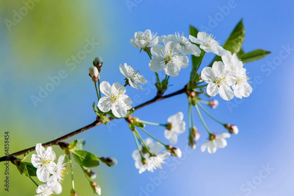 Fototapeta Cherry blossoms
