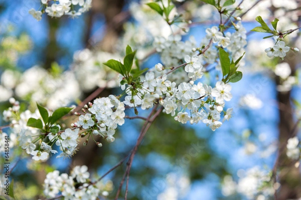 Obraz Cherry blossoms
