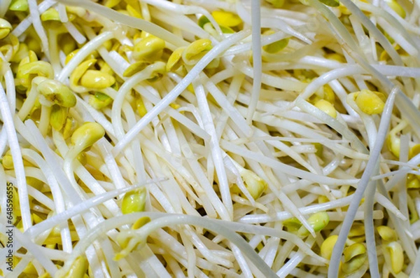 Obraz Close-up of a soybean sprout