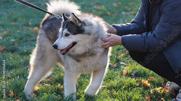 Obraz An adorable Husky dog on a leash being led by its owner, playing with visitors in the setting sun