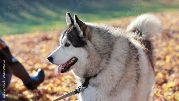 Obraz An adorable Husky dog on a leash being led by its owner, curiously looking ahead in the setting sun
