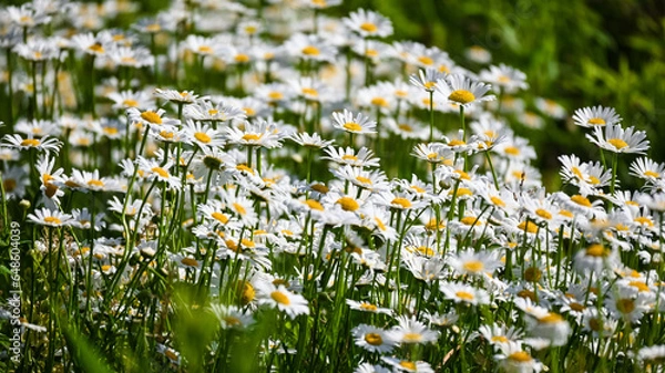 Fototapeta A close-up of clusters of small daisy flowers