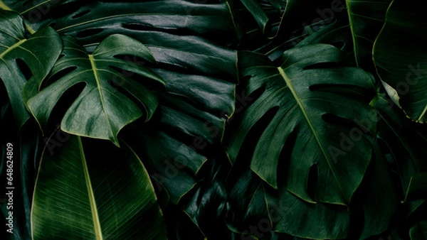 Fototapeta tropical leaves, green nature background