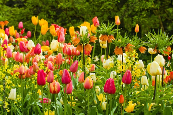 Obraz Spring flowers