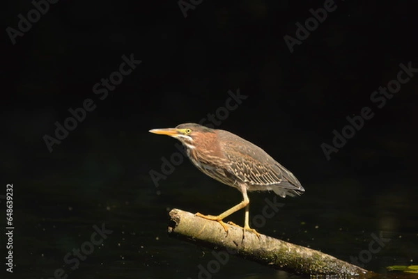 Obraz Green Heron perched on a log
