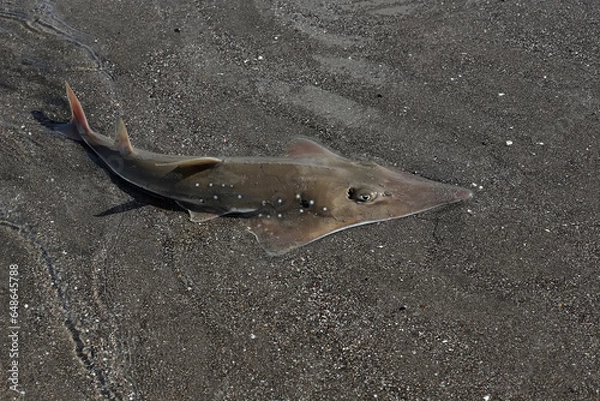 Fototapeta A bottlenose wedgefish is hunting for prey in shallow ocean waters. This predatory fish has the scientific name Rhynchobatus australiae.