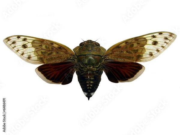 Fototapeta Cicada.