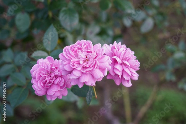 Obraz close up of pink flowers