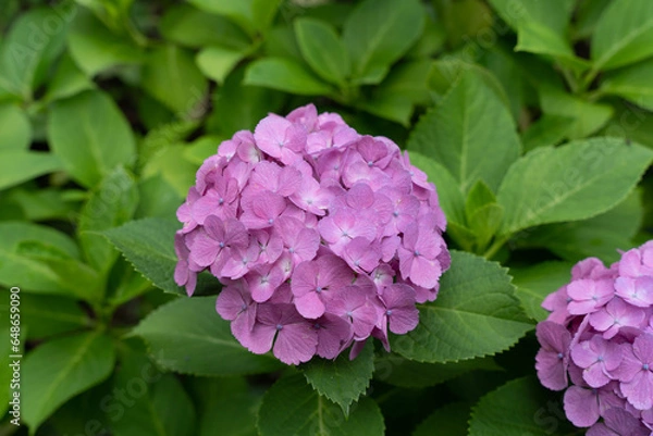 Fototapeta pink hydrangea flowers