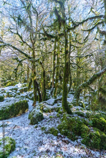 Fototapeta Sunlit mossy boxwood forest in winter, melting snow on the trees and on the ground. Spring vibe. Abkhazia, Lake Ritsa.