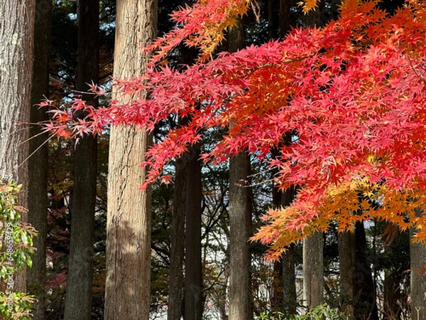 Obraz red autumn leaves