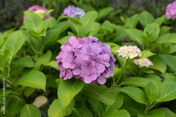 Obraz pink hydrangea flowers