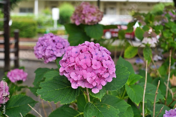 Obraz pink hydrangea flowers