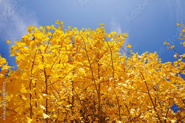 Obraz yellow ginko leaves on sky