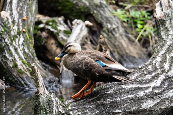 Obraz duck in the grass