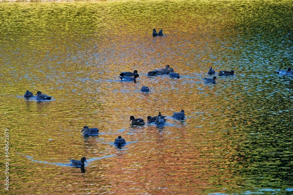 Obraz ducks on the lake