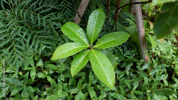 Obraz close up of green leaves