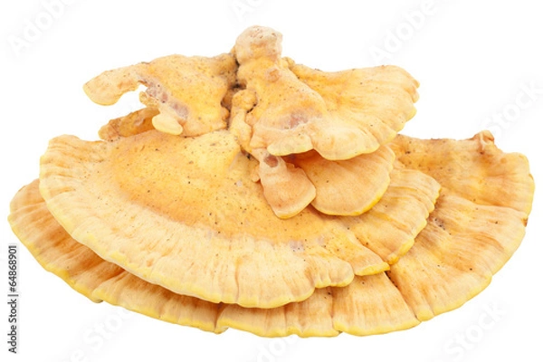 Obraz Laetiporus sulfureus